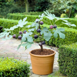 Fig Tree (Dwarf)