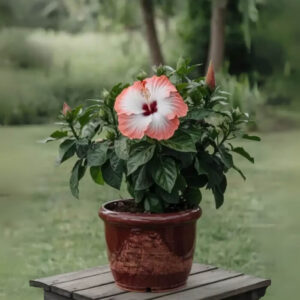 Hibiscus