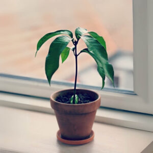 Mango Sapling