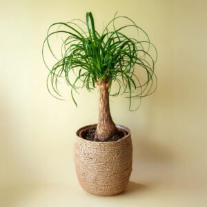 Ponytail Palm