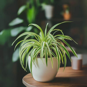 Spider Plant