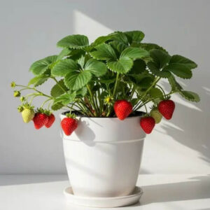 Strawberry Plant